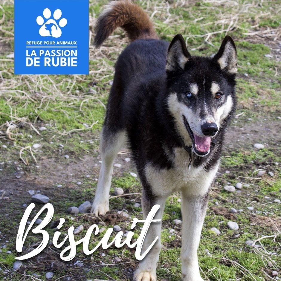 Photo de Biscuit