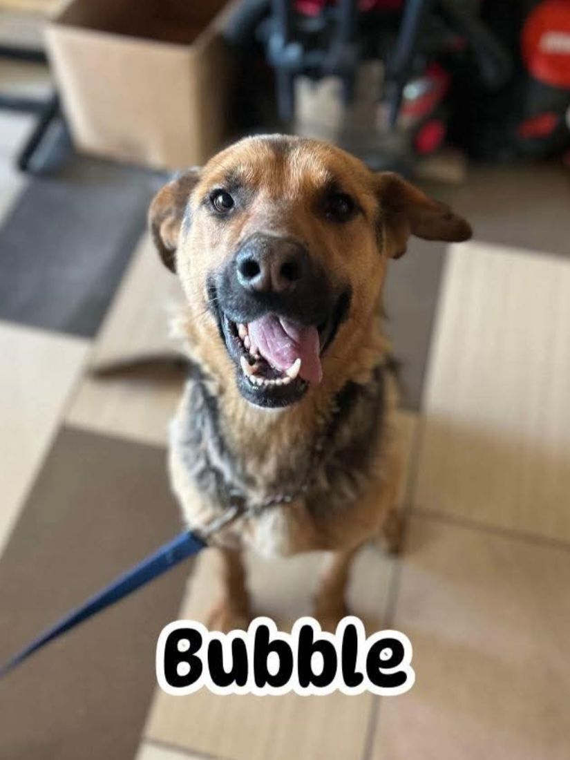 Photo de Bubble