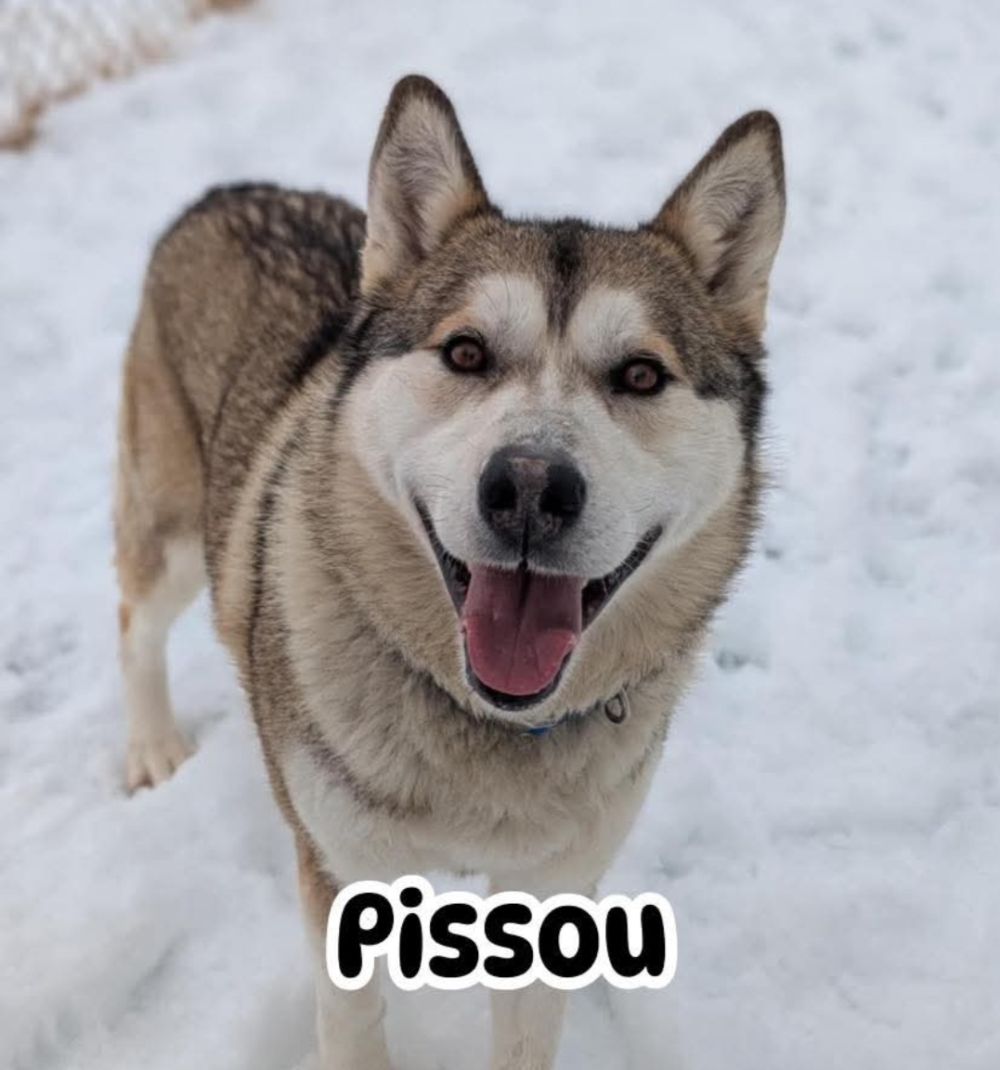 Photo de RENO (PISSOU)