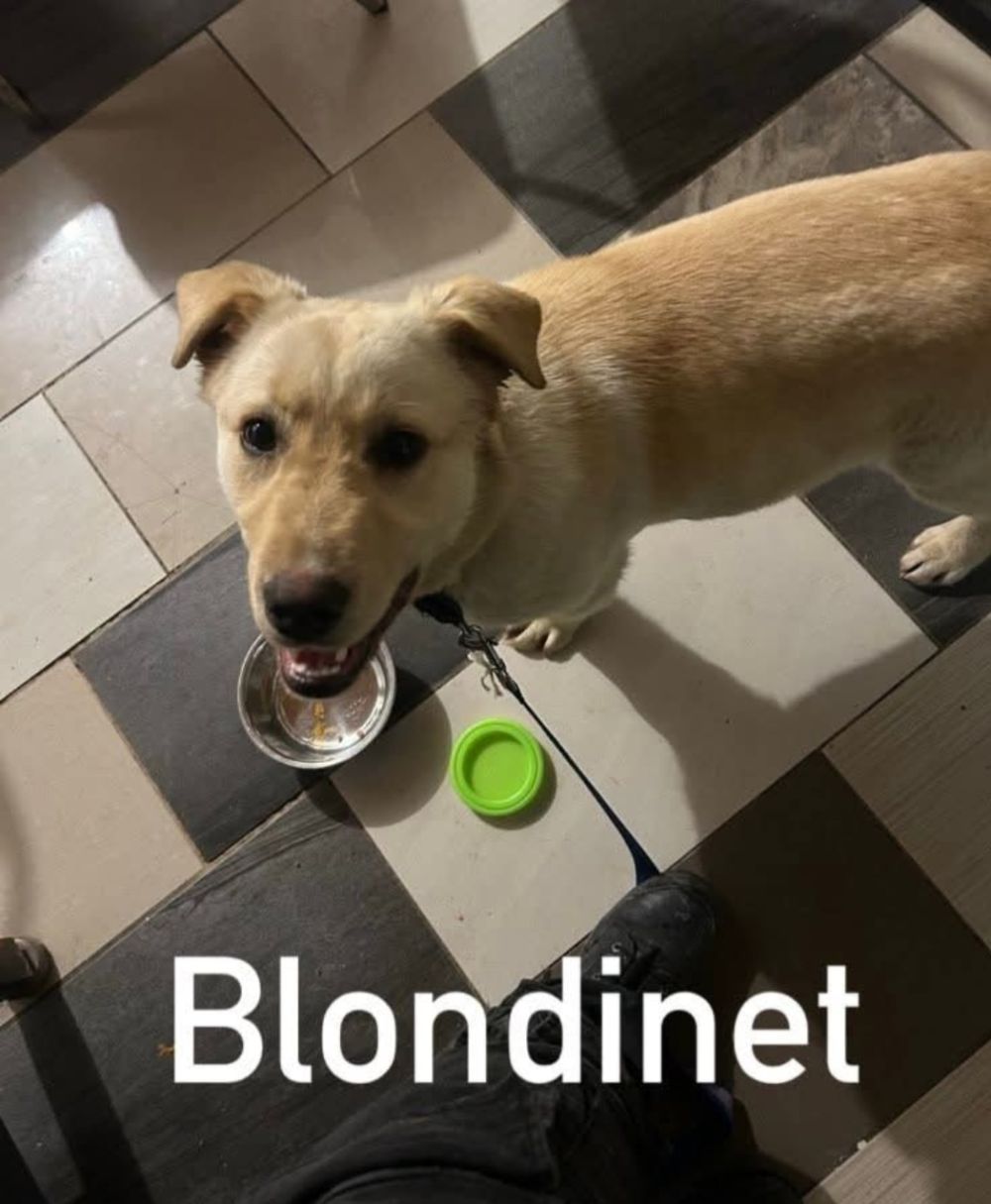 Photo de Blondinet