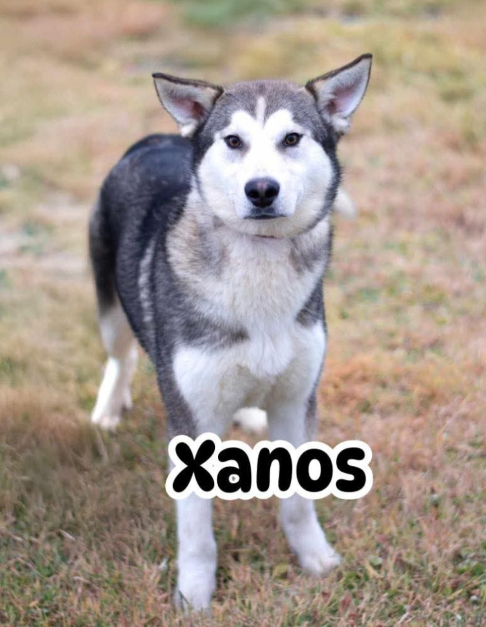 Photo de Xanos