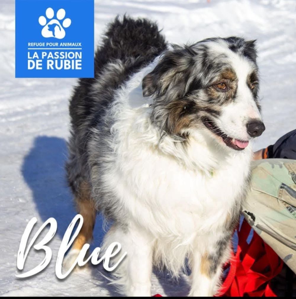 Photo de Blue (berger australien)