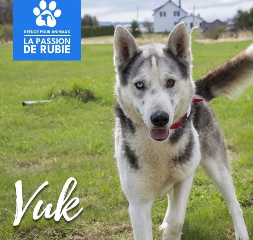 Photo de Vuk