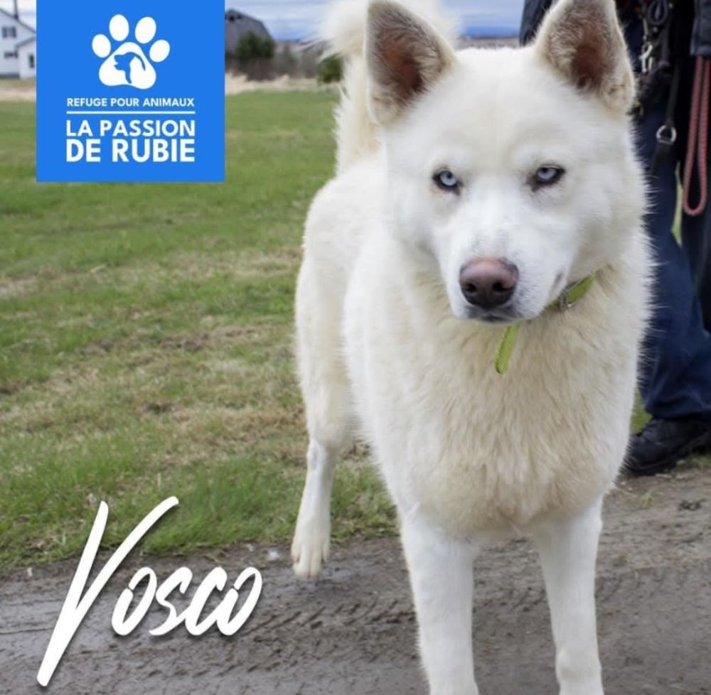 Photo de Vosco