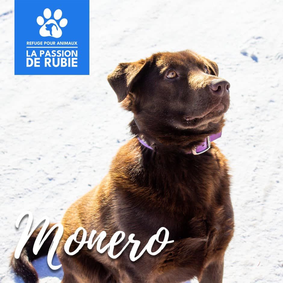 Photo de Monero