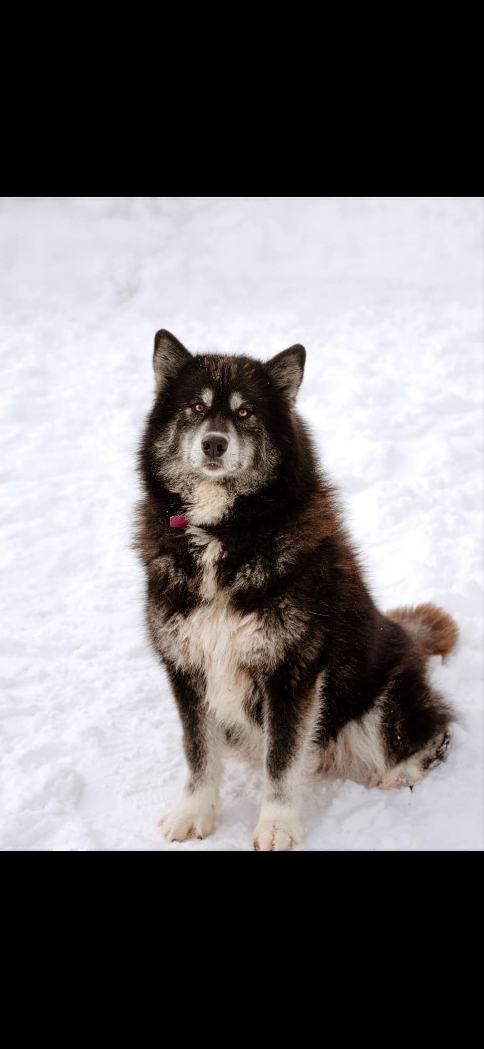 Photo de Niska