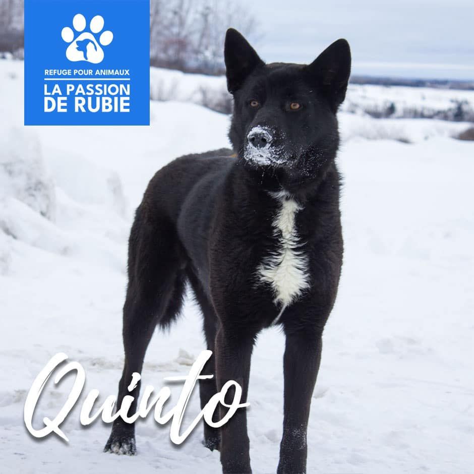 Photo de Quinto