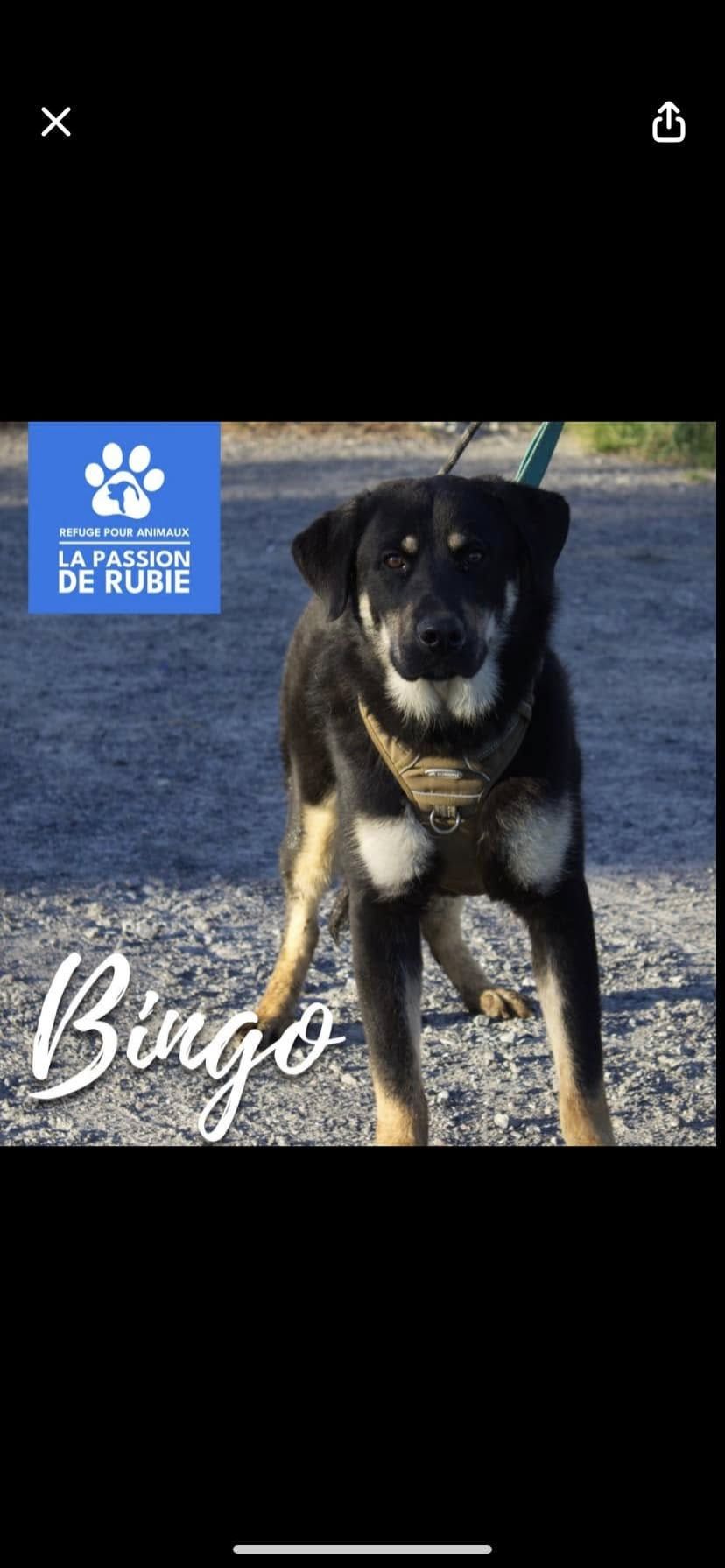 Photo de Bingo