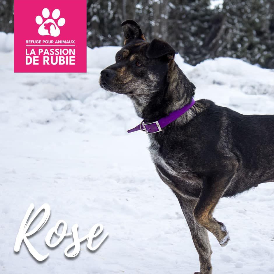 Photo de rose