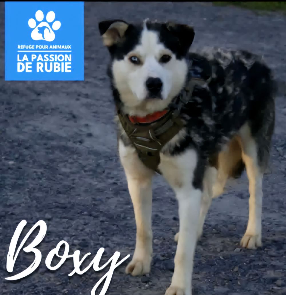 Photo de Boxy