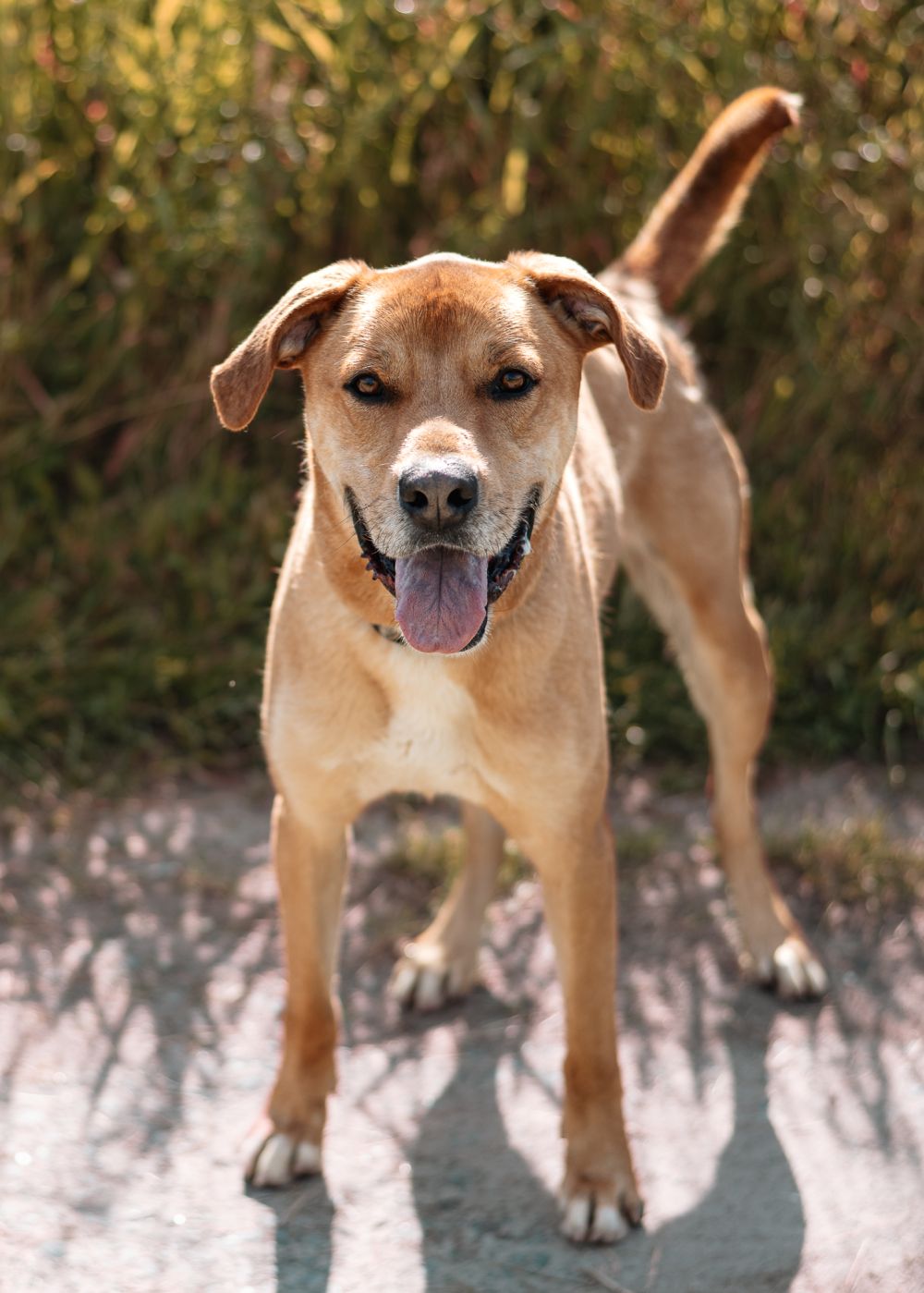 Photo de Blue (lab)