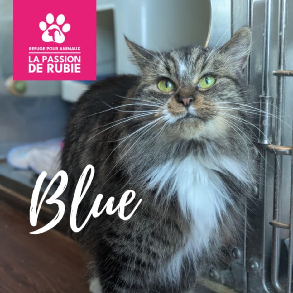 Photo de Blue