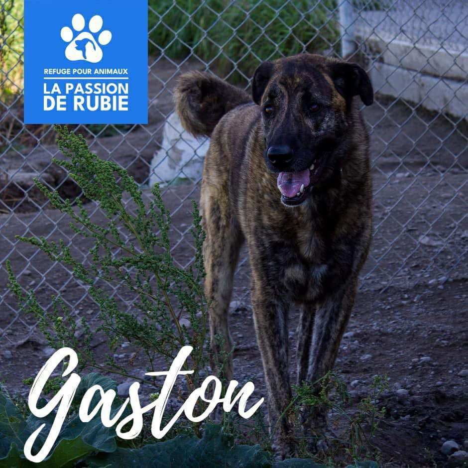Photo de Gaston