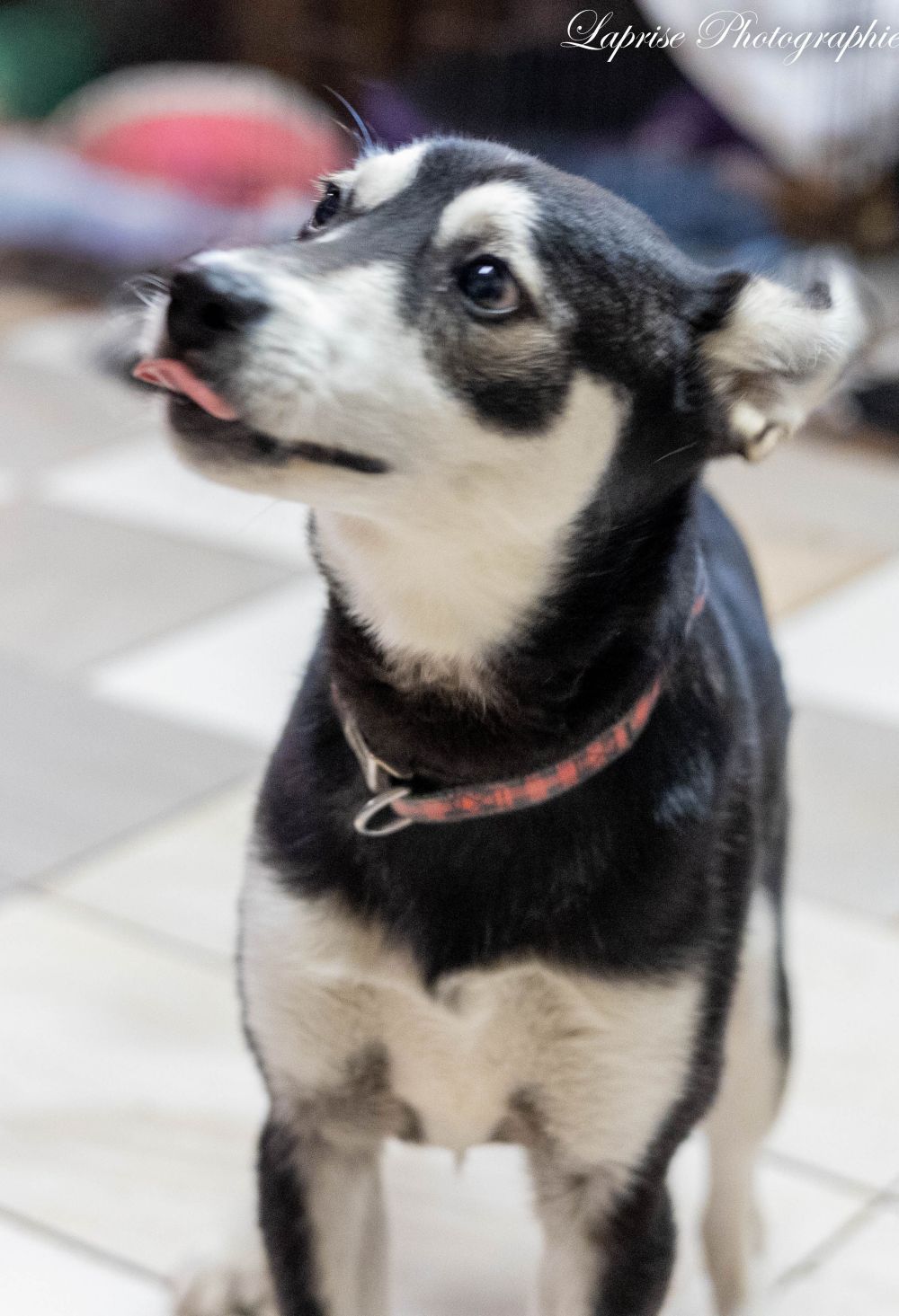 Photo de Venom