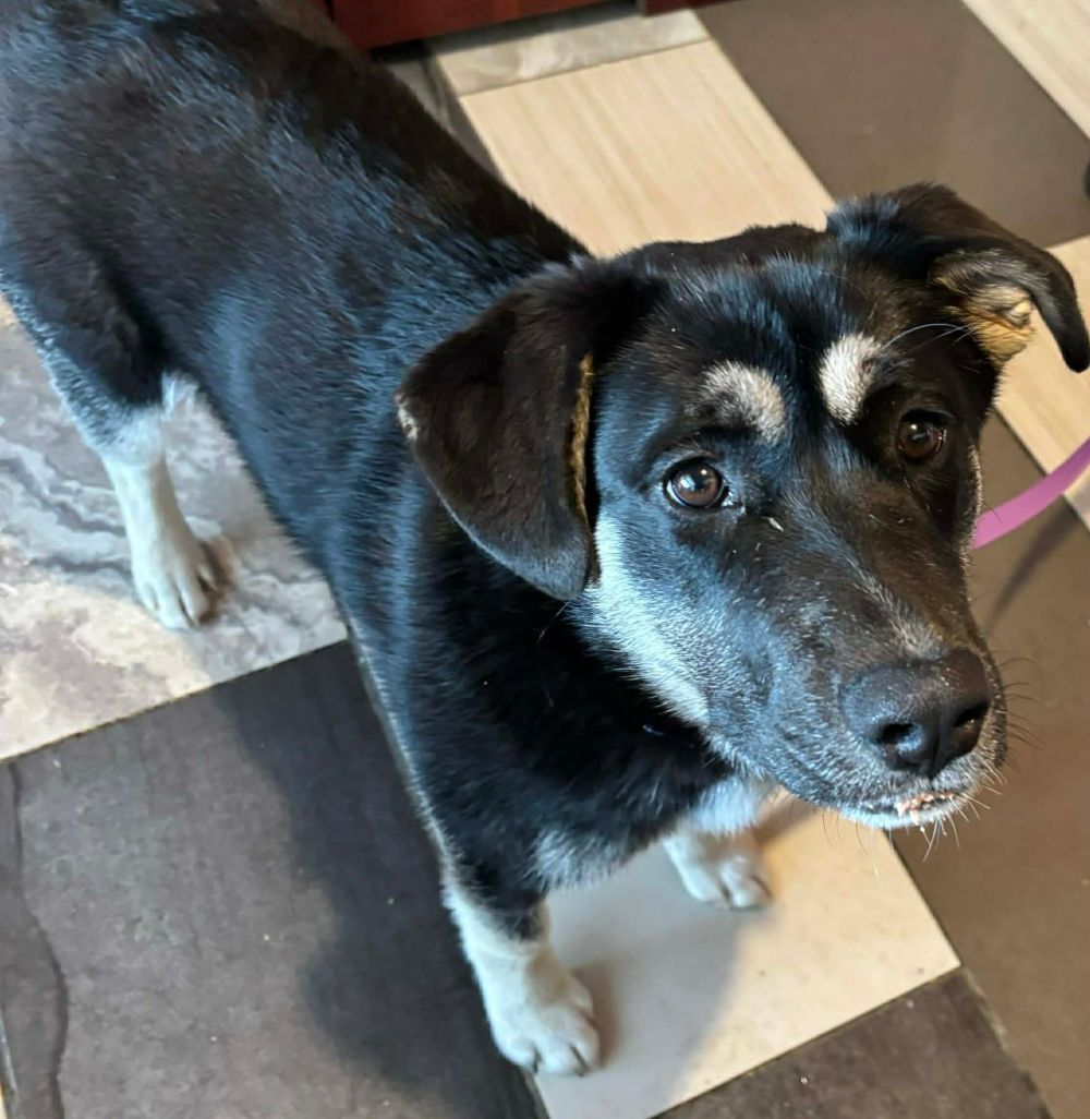 Photo de Ratatouillette