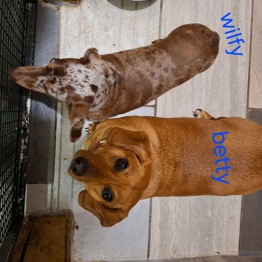 Photo de Wilfy & Betty