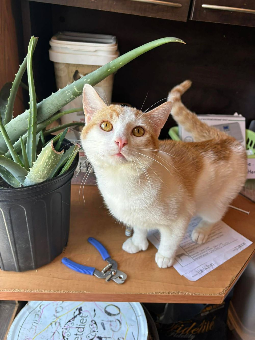 Photo de sushi