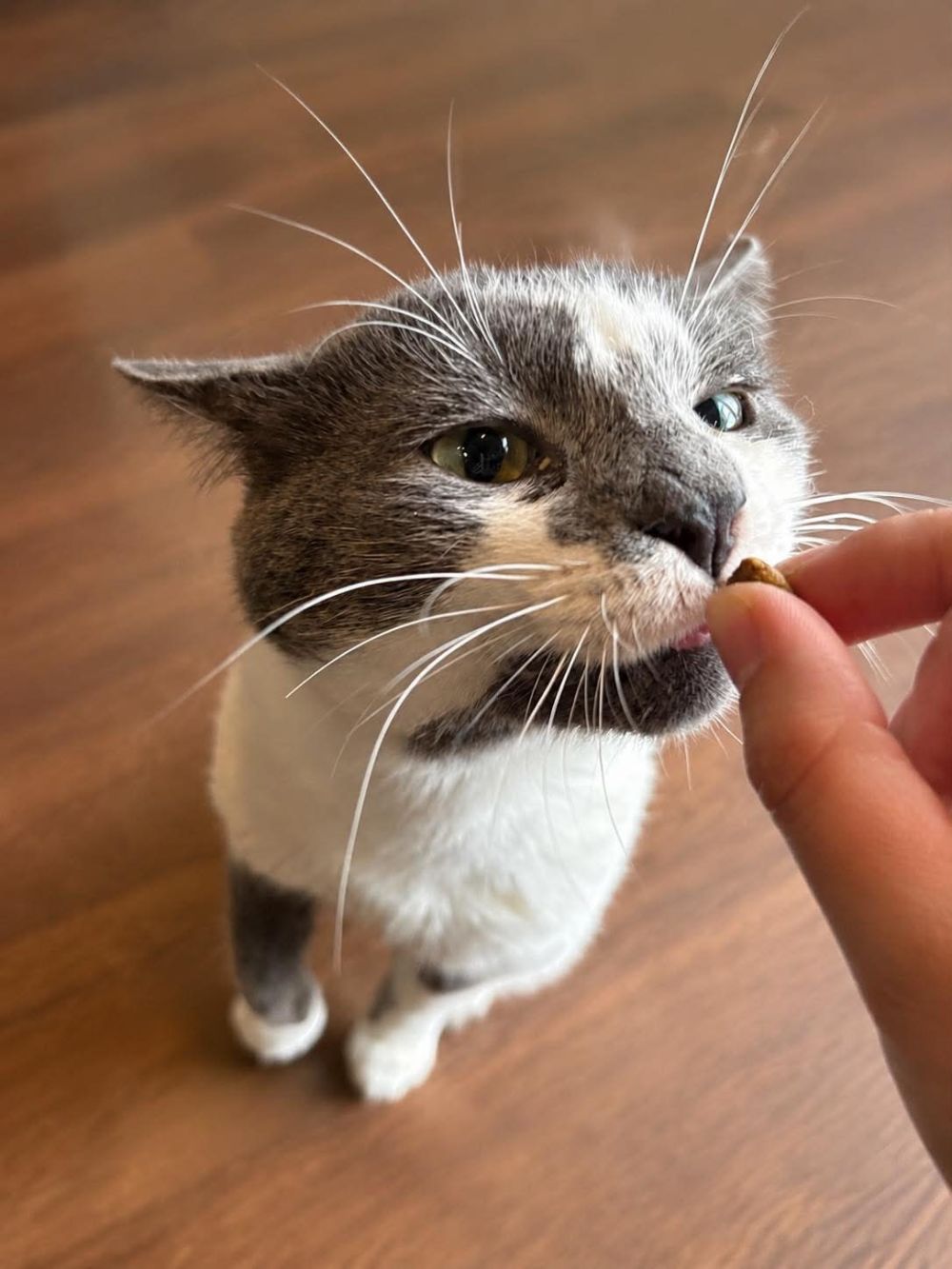 Photo de gros minou