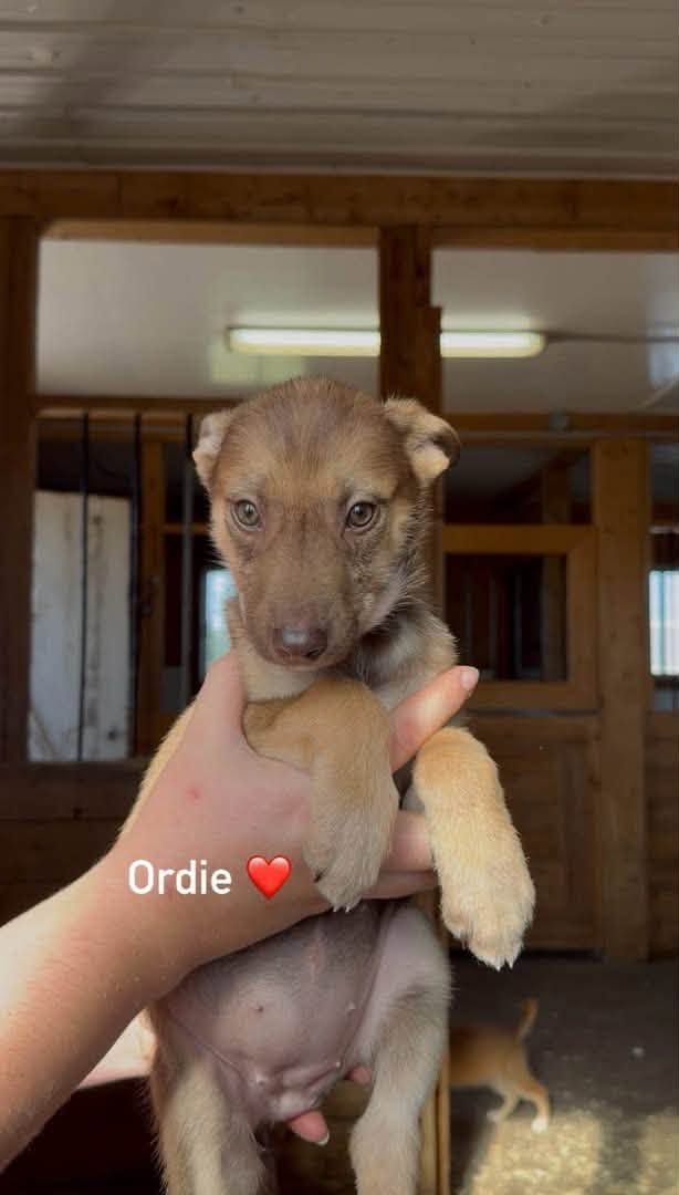 Photo de ordie