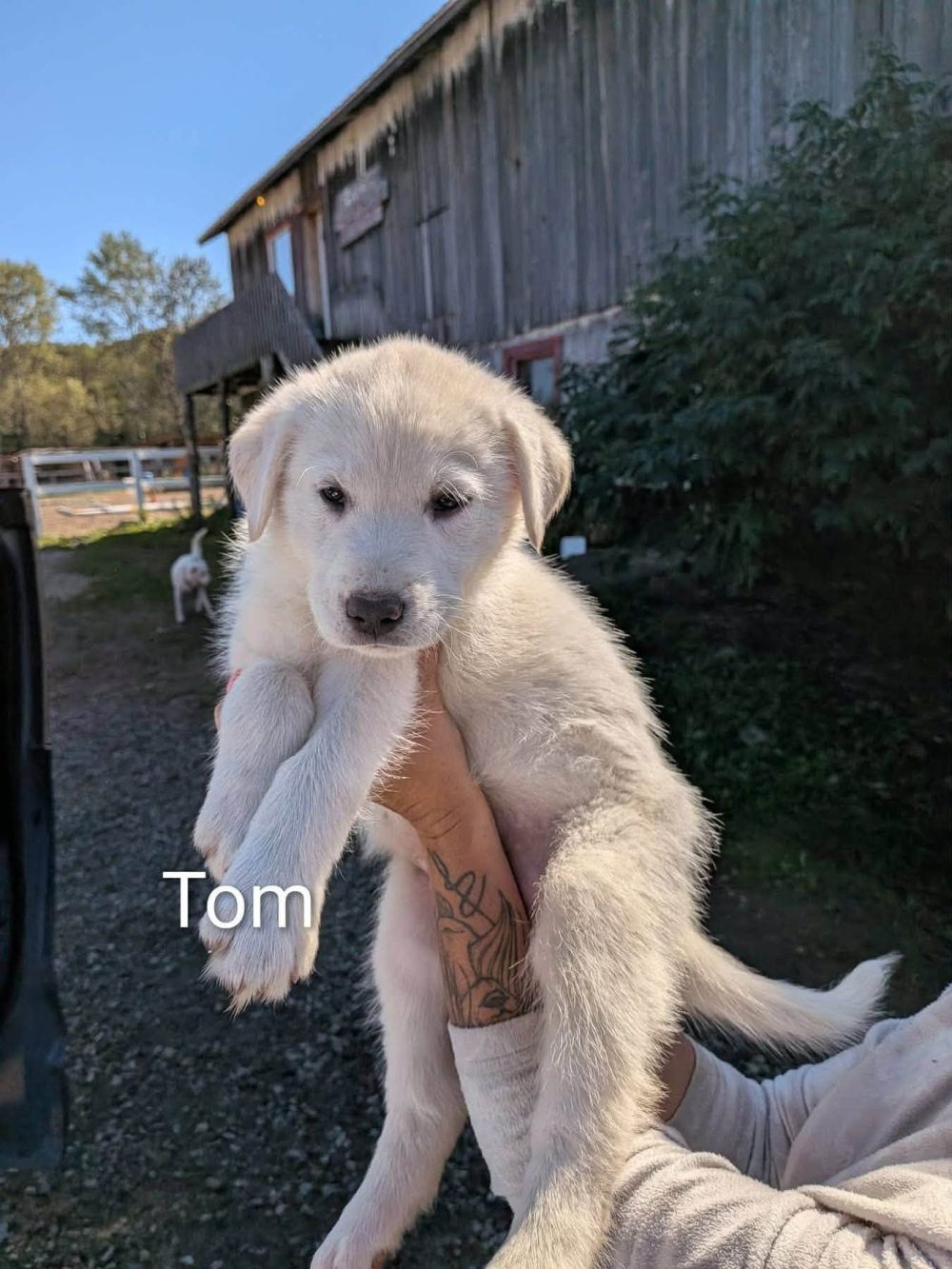 Photo de tom