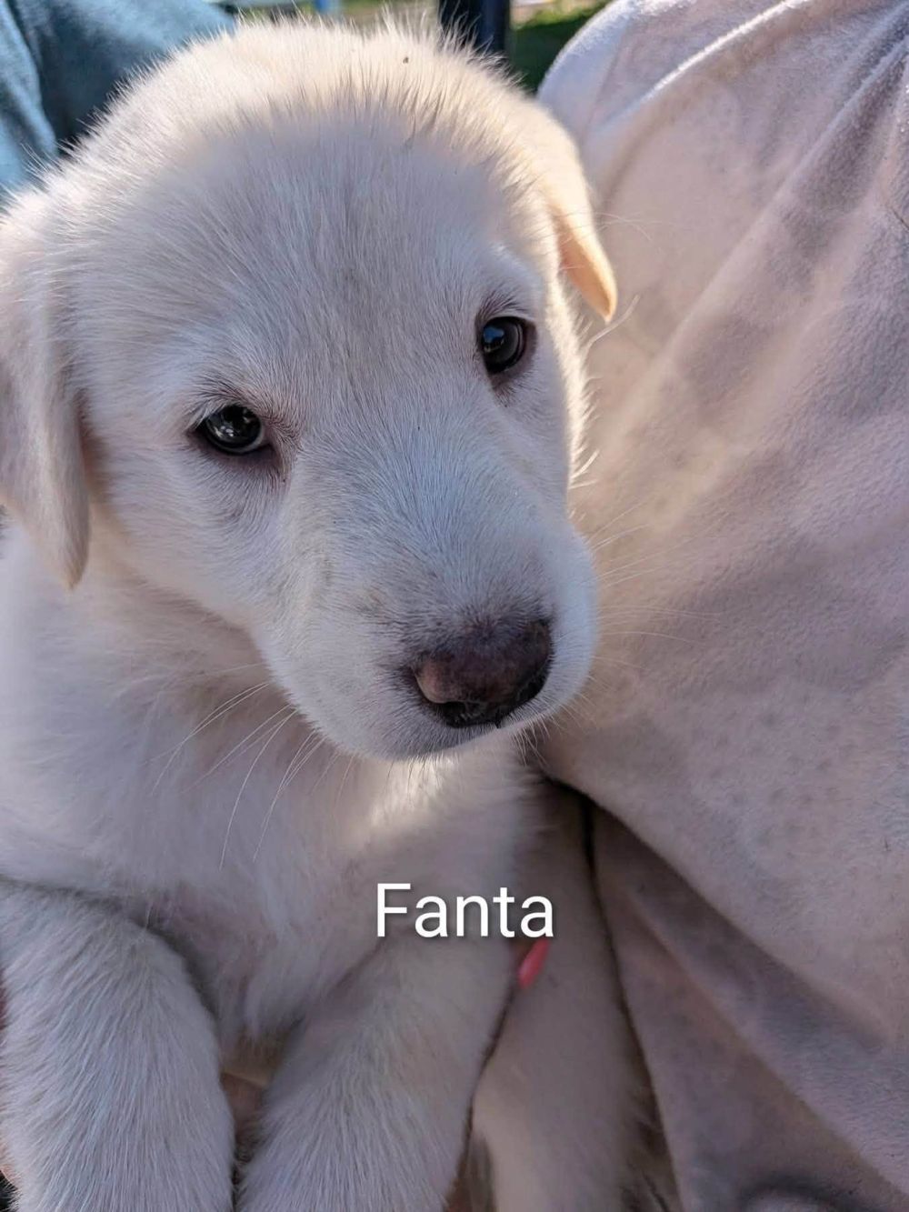 Photo de Fanta