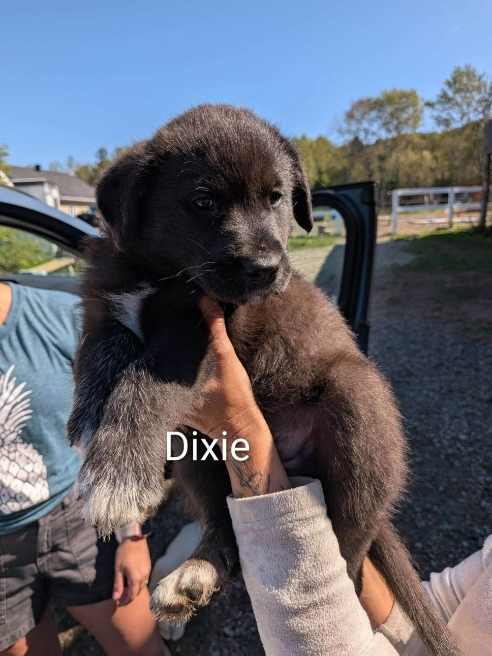 Photo de Dixie