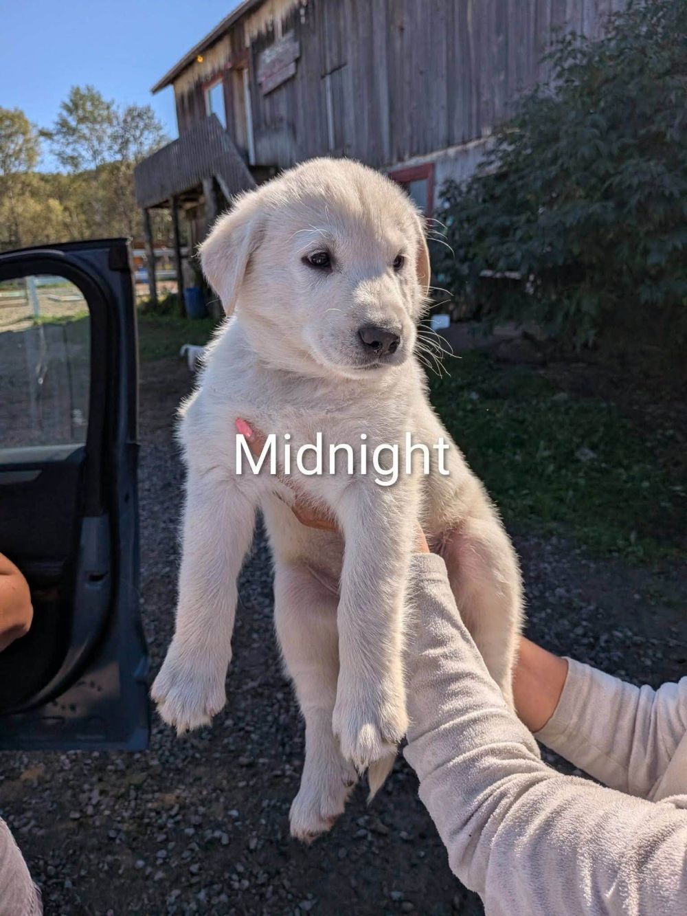 Photo de Midnight