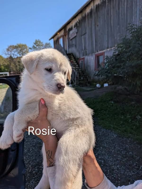 Photo de Rosie